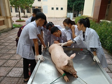 Bộ môn Chăn nuôi - Thú y