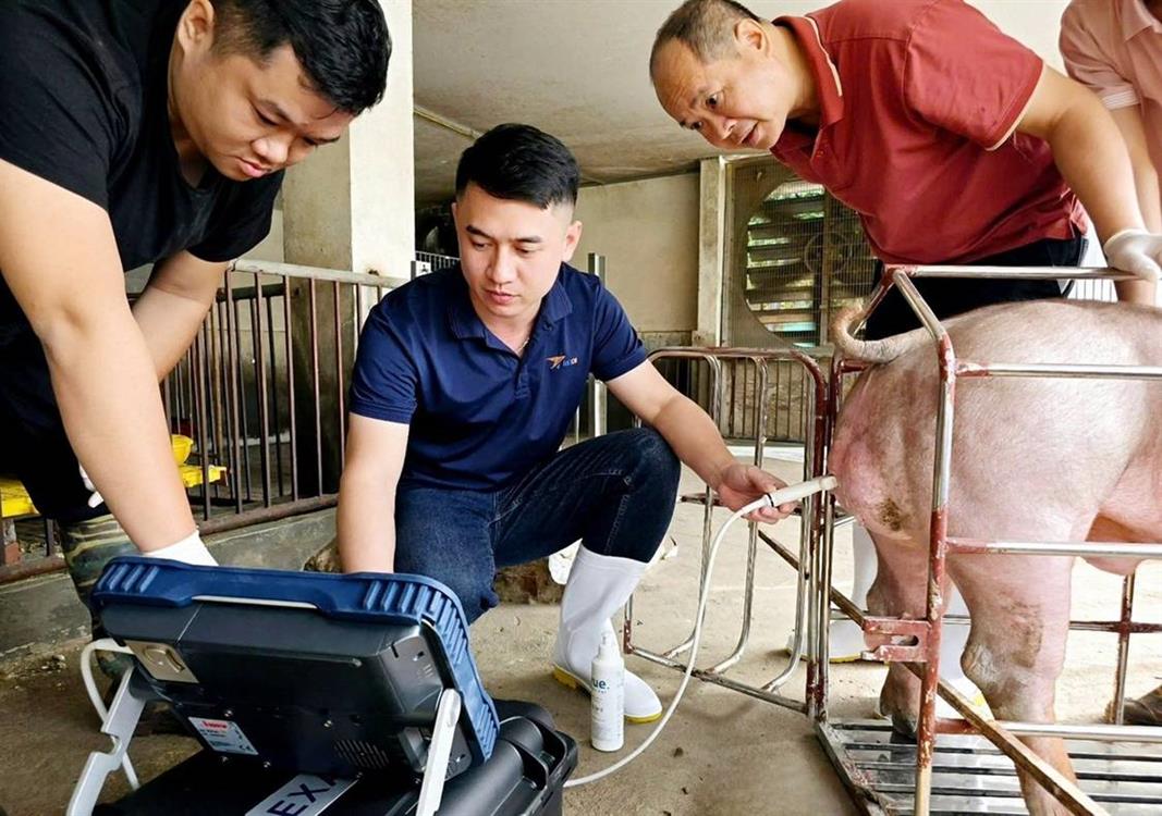 Những công nghệ hiện đại nhất đang được ứng dụng vào ngành chăn nuôi heo