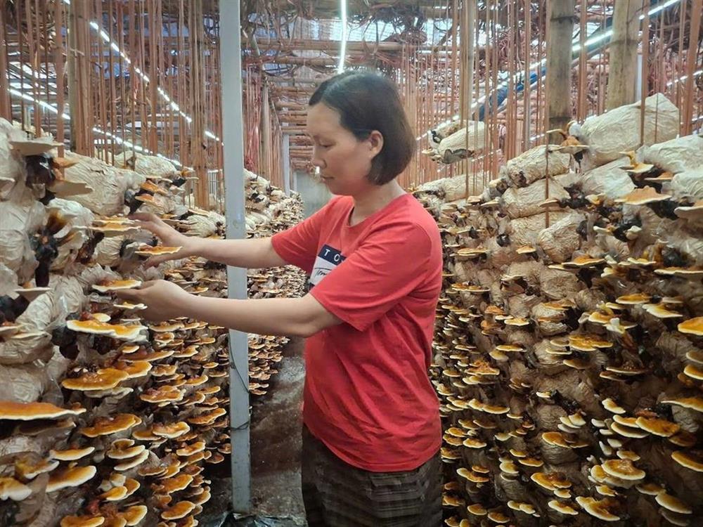 Trồng nấm linh chi cho lợi nhuận như mơ nhờ làm chủ công nghệ