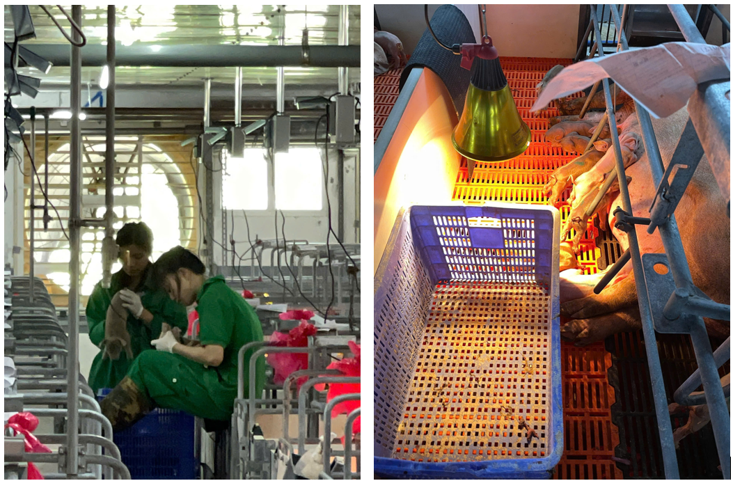 Cảm nhận của sinh viên thực tập tại trang trại Newhope Thanh Hóa