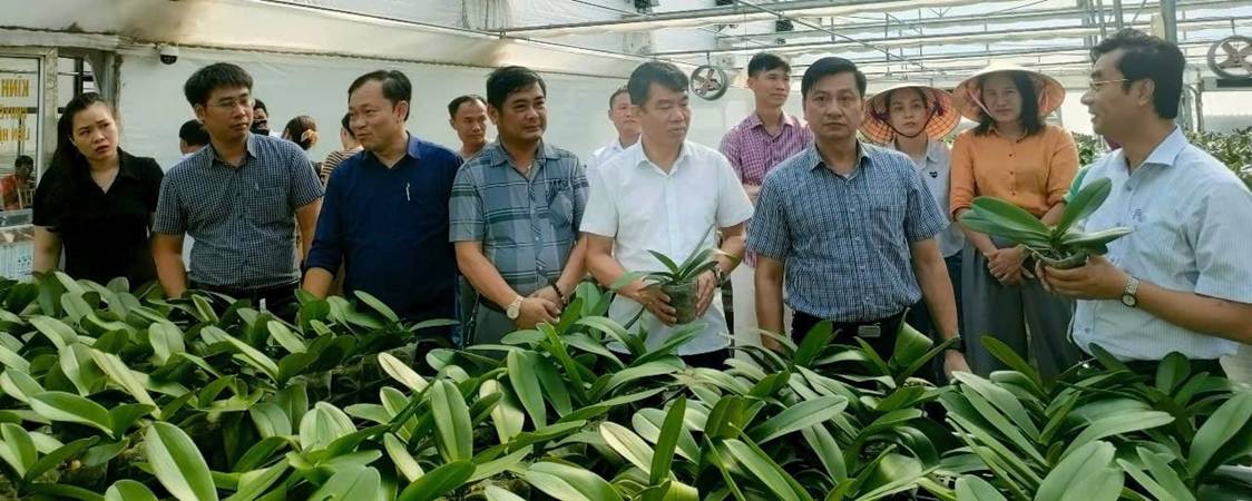 Trồng lan hồ điệp công nghệ cao trong nhà màng, tỷ lệ ra hoa đạt 100%
