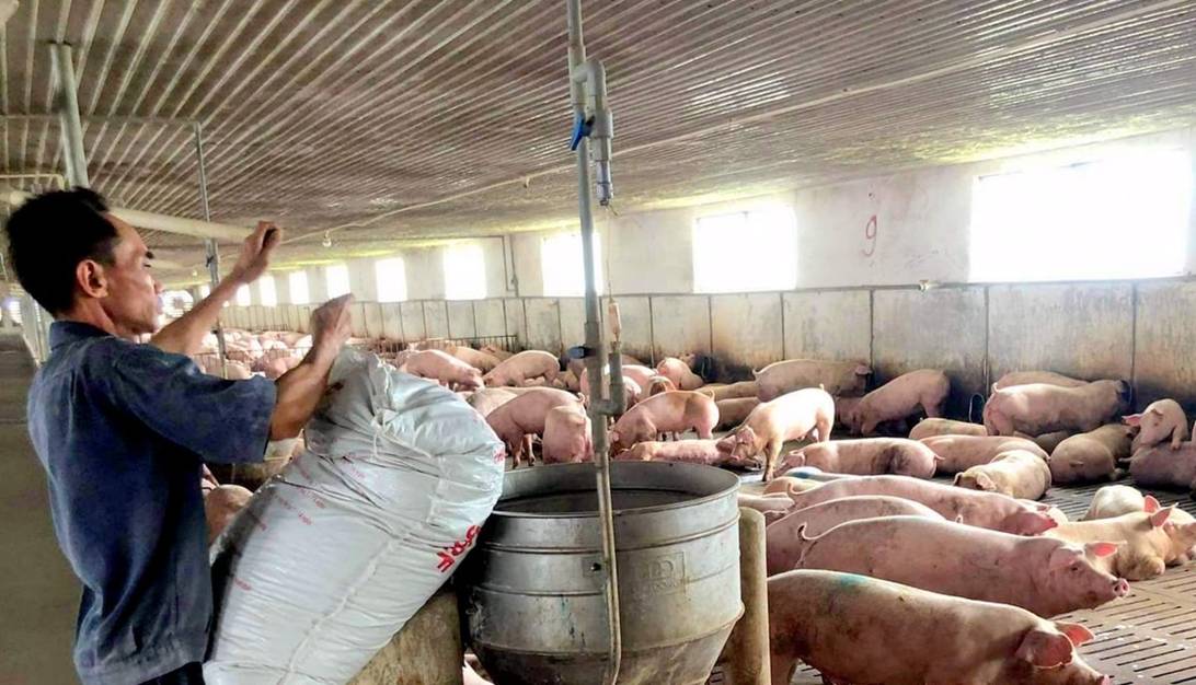 An toàn sinh học, chìa khóa bảo vệ đàn lợn trước dịch bệnh