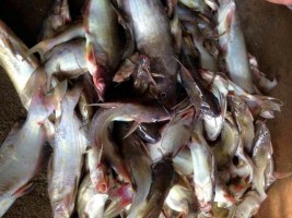 Nghệ An: Cá lồng chết hàng loạt do... mưa nhiều, nông dân điêu đứng