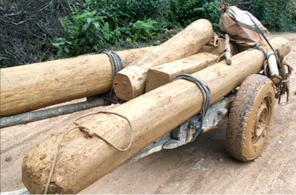 Người dân vận chuyển gỗ trái phép ra khỏi lâm phận do Ban Quản lý rừng phòng hộ Sông Tiêm quản lý giữa ban ngày nhưng không có ai ngăn chặn.