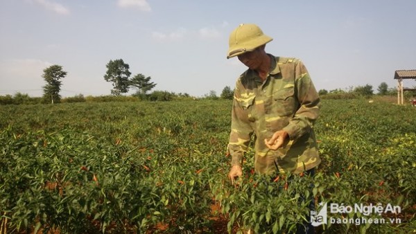 Nông dân Nghệ An trồng ớt chỉ thiên thu lãi hơn 130 triệu/ha