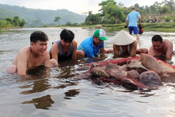 Đắp lũy đá bắt cá đặc sản ở vùng cao Nghệ An