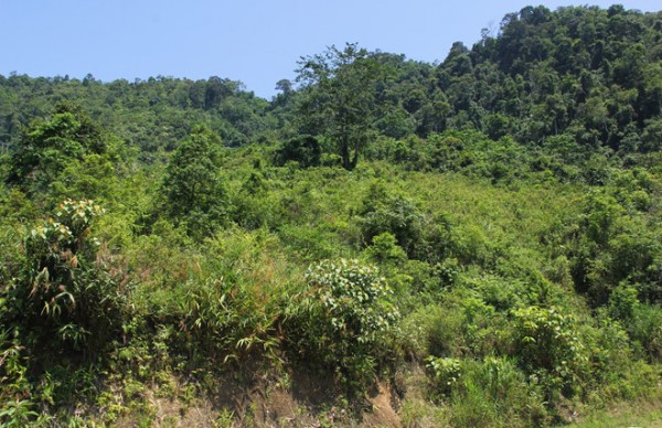 Nghệ An: Yêu cầu kiểm tra dự án trồng rừng của InnovGreen
