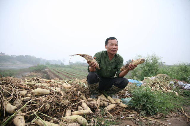 Nông dân Hà Nội ngậm ngùi vứt bỏ hàng trăm tấn củ cải trắng