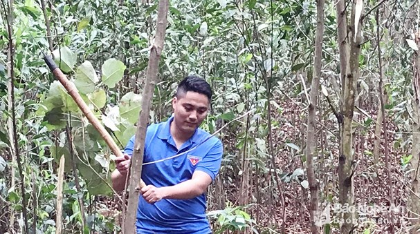 Nguyễn Mạnh Tuấn phát cây, chăm sóc vườn keo