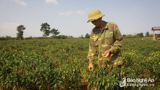 Nông dân Nghệ An trồng ớt chỉ thiên thu lãi hơn 130 triệu /ha