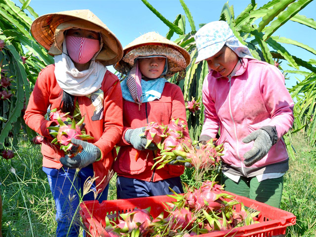 Thanh long Bình Thuận vào mùa thu hoạch