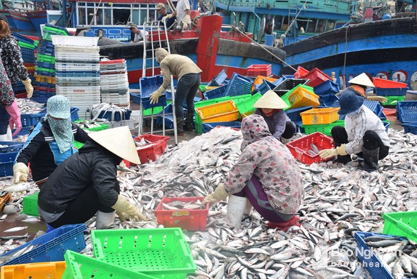 Thu mua hải sản tại cảng cá Lạch Cờn, thị xã Hoàng Mai. Ảnh: Xuân Hoàng