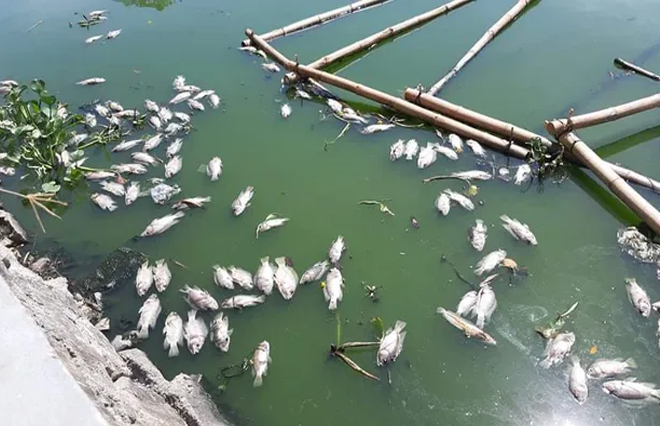 Cá chết nổi trắng hồ ở trung tâm thành phố Đà Nẵng