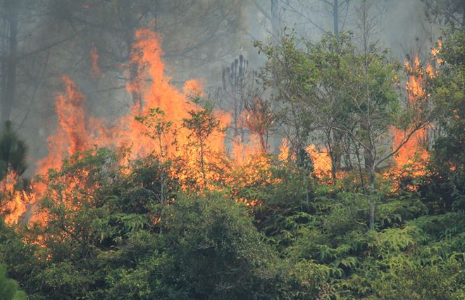 Hà Tĩnh: Liên tiếp cháy rừng, khẩn cấp di dời gần 100 hộ dân