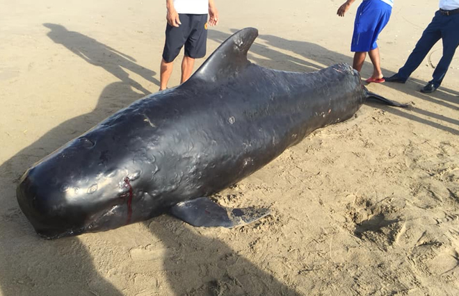  Cá voi nặng khoảng 1 tấn chết trôi dạt vào bờ biển Hà Tĩnh (ảnh: người dân cung cấp)