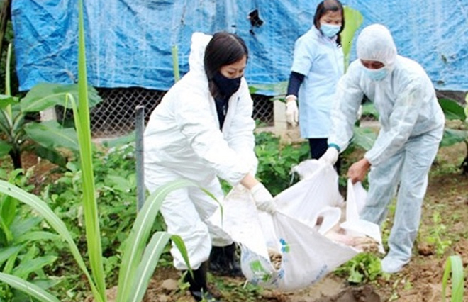 Do nhiễm dịch tả lợn châu Phi, tỉnh Nghệ An đã tiêu hủy trên 7.000 con lợn
