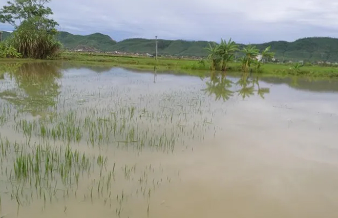 Nghệ An: Ngã xuống ruộng lúa ngập nước, bé 22 tháng tuổi tử vong